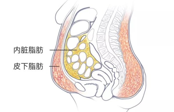 內(nèi)臟脂肪和皮下脂肪對比.jpg 內(nèi)臟脂肪和皮下脂肪對比.jpg